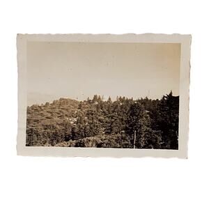 Vtg B&W Monochrome Original Found Photo 1930 Tree Top Sky Naturecore Snapshot